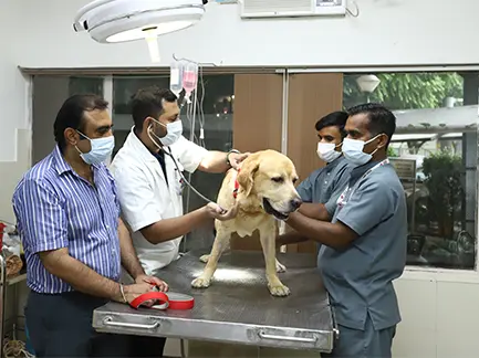 pet census in delhi CGS Veterinary Hospital
