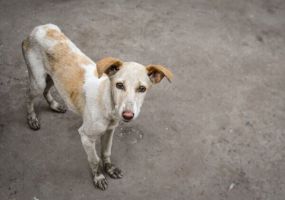 free animals delhi PETA India