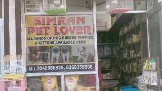 adopt border collie delhi Simran pet lover