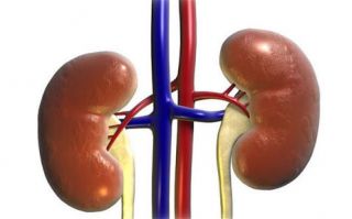 Left & Right Kidneys