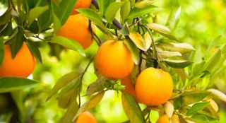 Acrus Sapota (Chikku Grafted), Citrus reticulate (Orange Grafted), Citrus sinensis (Sweet Lime Grafted)