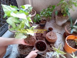 bonsai classes delhi Gardening Classes