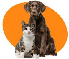 pet census in delhi Petfly - Relocating Pets Worldwide