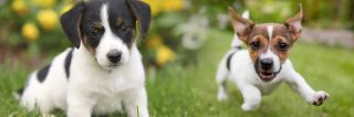 places to buy a golden retriever in delhi Testify Pet Shop & Dog Clinic - Puppies For Sale in Delhi | Gurgaon | Noida| Faridabad