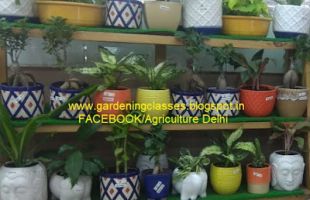 gardening courses delhi Gardening Classes