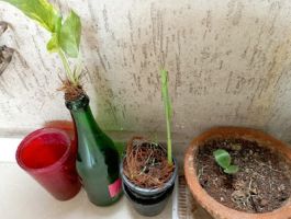 bonsai classes delhi Gardening Classes