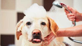 dog groomers in delhi Pet Grooming & Bathing Delhi ( Home Services )