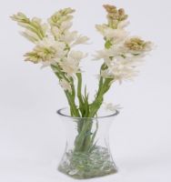 Elegant white tuberose arrangement.