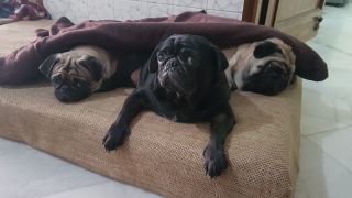 dog day care delhi Bellona Furbabies Creche